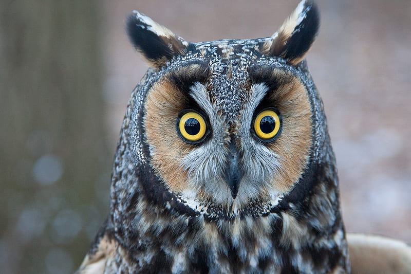 Long Eared Owl, eared, bird, owl, long, HD wallpaper