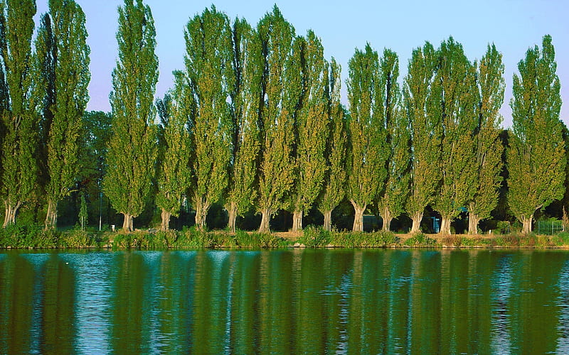 poplars, lake, HD wallpaper