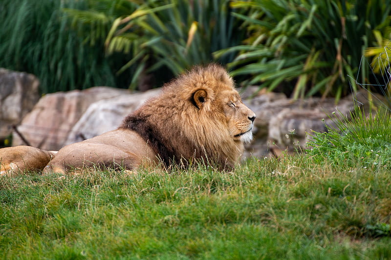 5K free download | Lion, big cat, predator, grass, blur, HD wallpaper ...