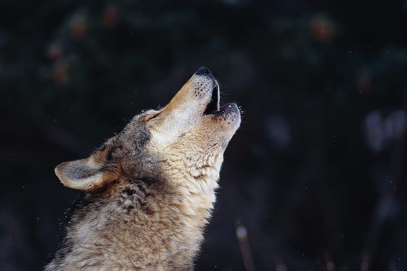 Howl at the moon, howl, bozkurt, wild, dog, HD wallpaper | Peakpx