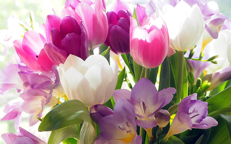 bouquet of tulips, spring flowers, white tulips, pink tulips, background with tulips, beautiful flowers, HD wallpaper