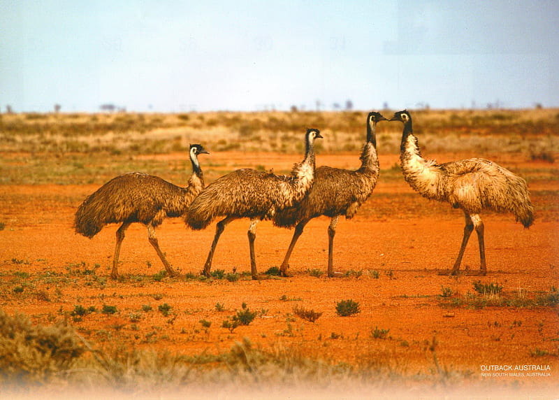 EMU'S, Large, walks, bird, feathers, HD wallpaper