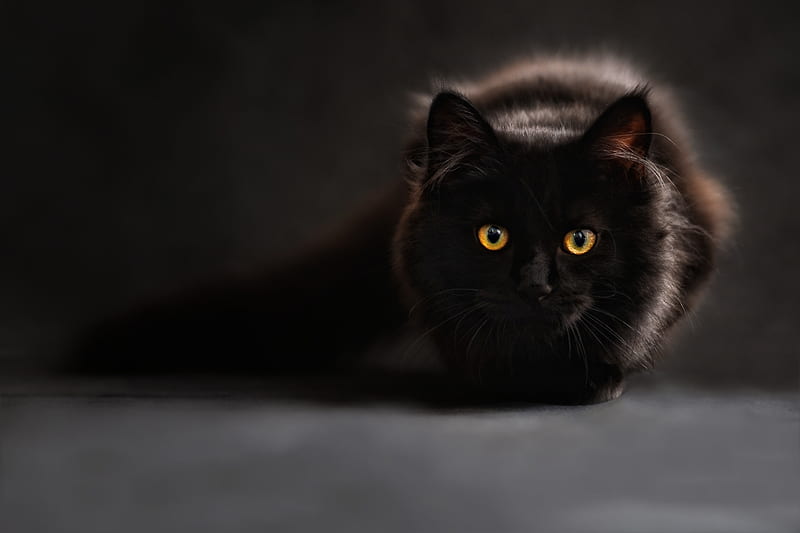 Black Cat Glowing Eyes , cat, animals, HD wallpaper