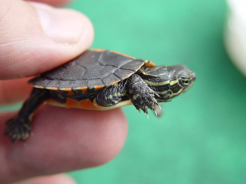 Baby Southern Painted Turtle, cute, southern painted turtle, baby turtle, turtle, baby, HD wallpaper