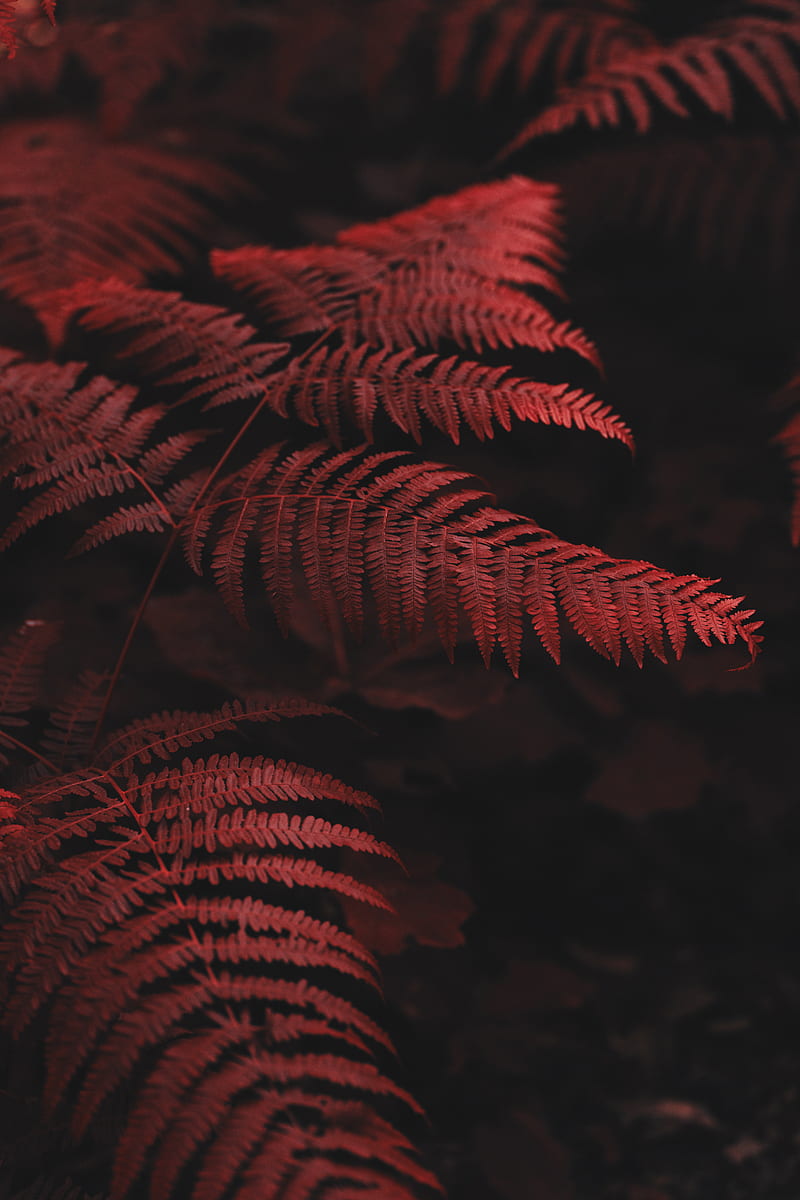 fern, leaves, macro, red, HD phone wallpaper