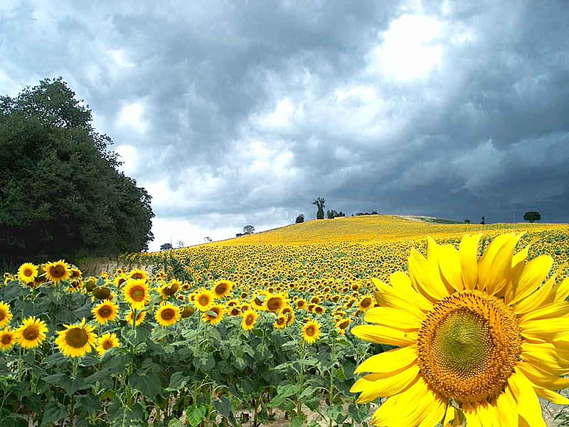 Gran girasol en el campo, árbol, nube, flor, girasol, campo, Fondo de  pantalla HD | Peakpx