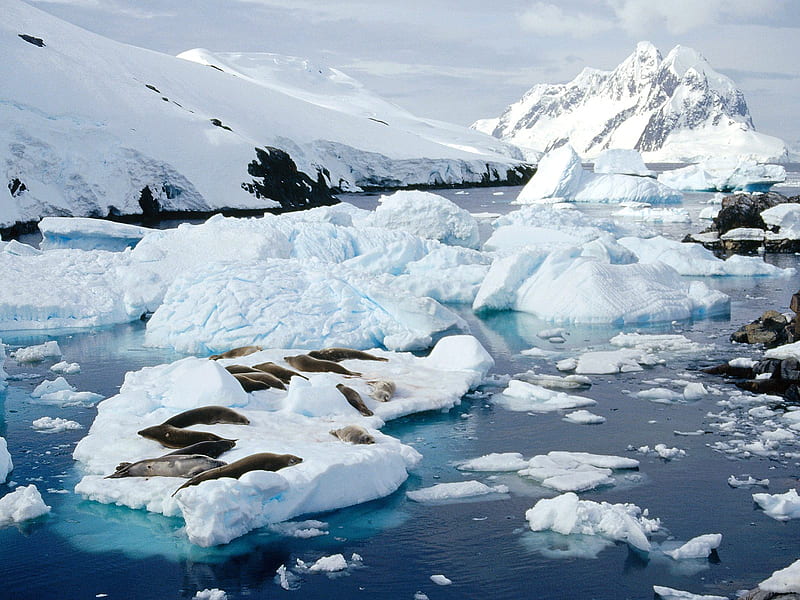 Seals Peterman Island Antarctic Peninsula, peninsula, ocean, peterman island, antarctica, ice, peterman, crab eater seals, seals, HD wallpaper