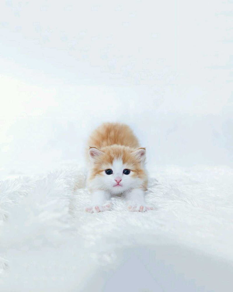 Kitten, snow, HD phone wallpaper | Peakpx