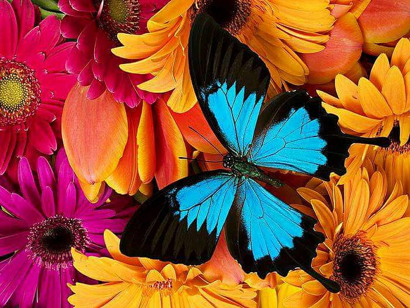 Colors and wings, morpho, colors, flowers, butterfly, HD wallpaper