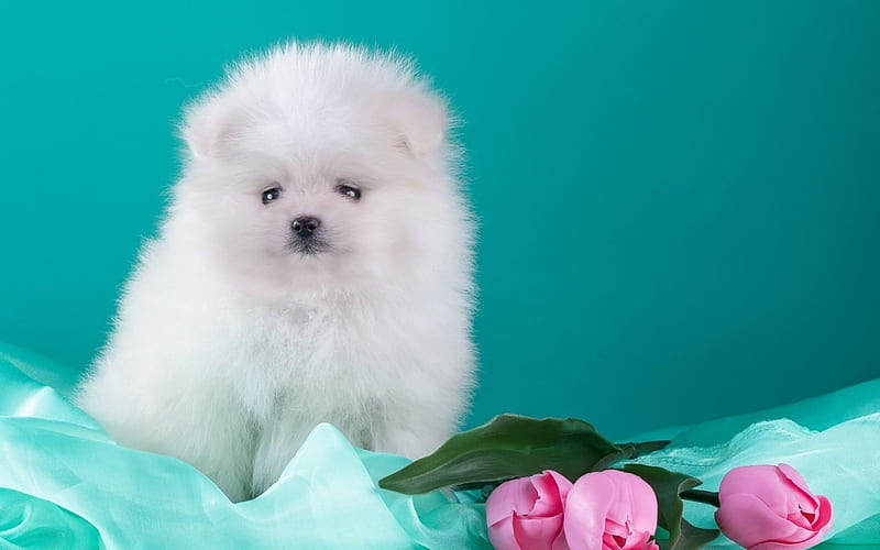 Puppy, fluffy, spring, animal, sweet, cute, flower, white, pink, tulip, dog, blue, HD wallpaper