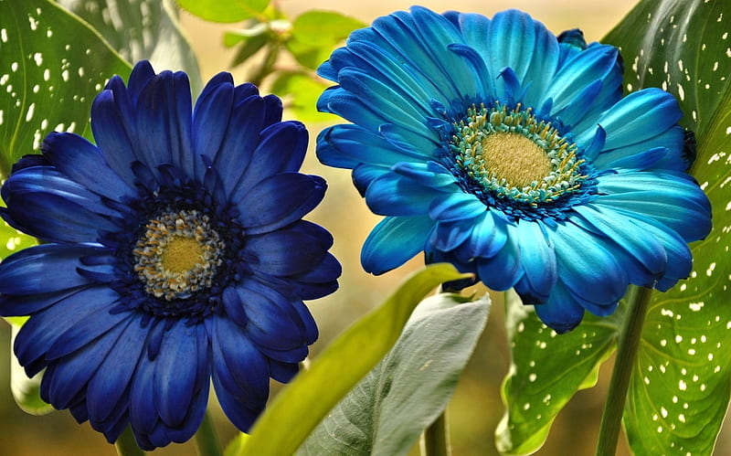 Gerbera azul, bonita, gerbera, naturaleza, flor, Fondo de pantalla HD |  Peakpx