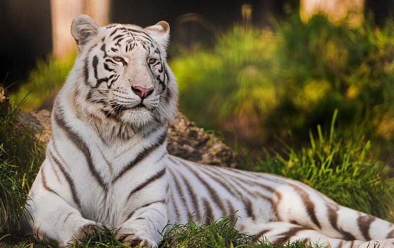Lying In The Grass, white tiger, grass, nature, bonito, tiger, cats ...