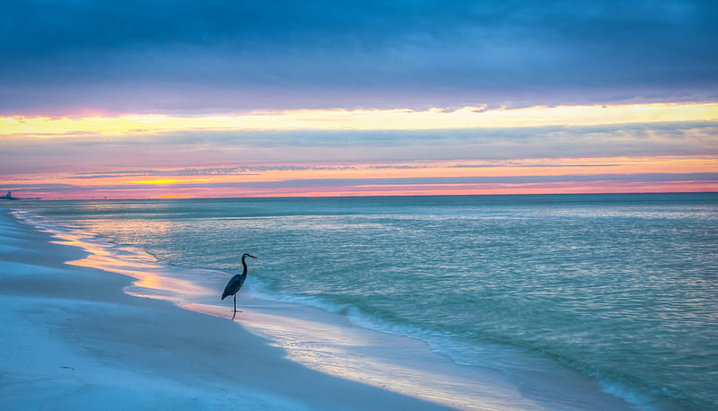 Heron on Florida Gulf Coast Beach, Beaches, Herons, Nature, Birds, HD wallpaper