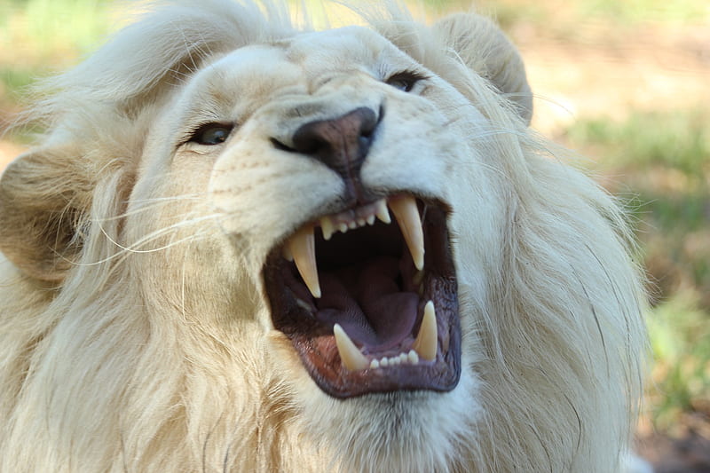 Animal, White Lion, Big Cat, Wildlife, predator (Animal), HD wallpaper