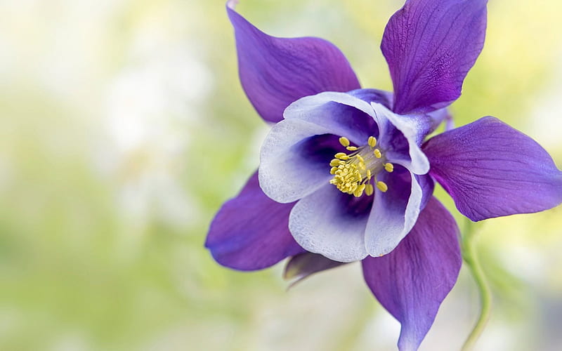 Columbine, purple flower, close-up, blur, HD wallpaper