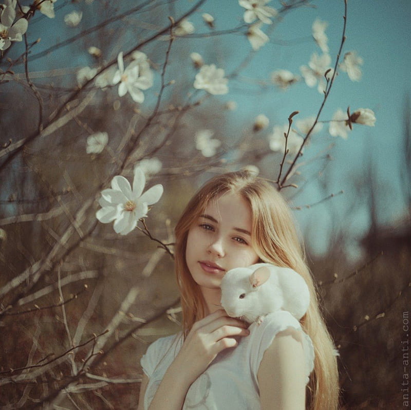 Chinchilla, rabbit, girl, model, soft, white, HD wallpaper