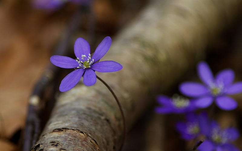 *** Blue hepatica ***, flowers, nature, hepatica, blue, HD wallpaper