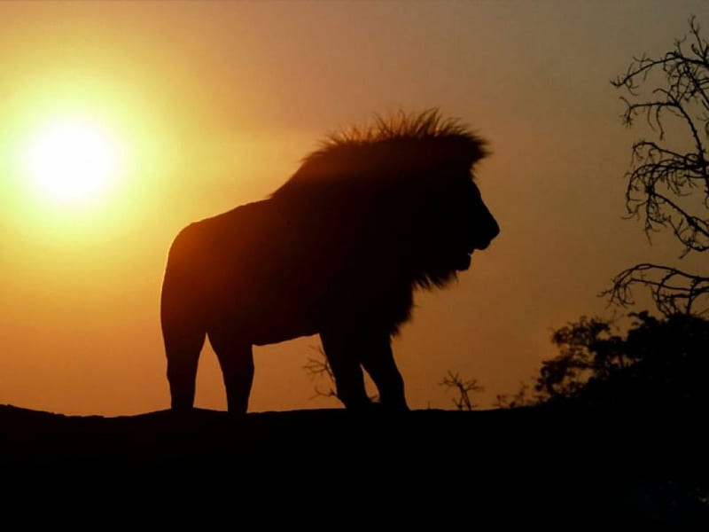 SHADOWS OF GREATNESS, savannah, silouettes, night time, bush, sunsets, shadows, evening, cats, lions, animals, HD wallpaper