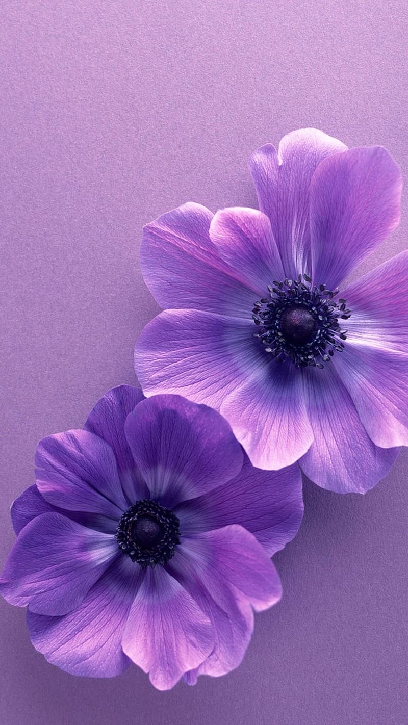 Aesthetic Purple Two Flower, aesthetic purple, two flower, purple background, HD phone wallpaper