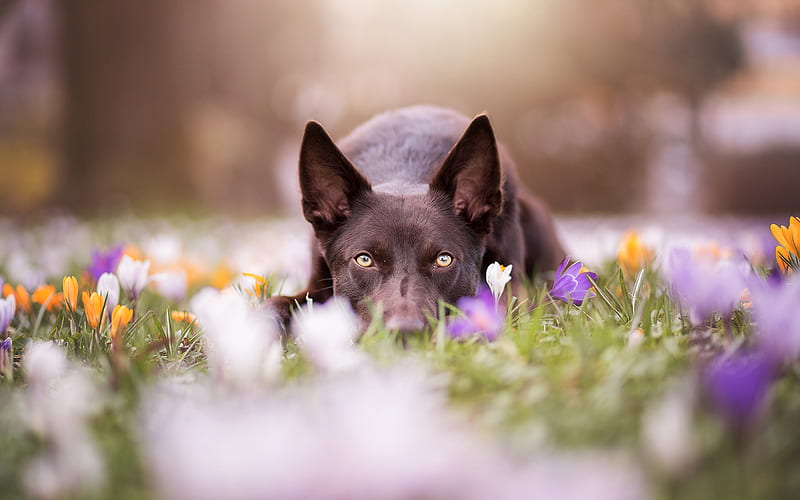 Australian Kelpie, dogs, lawn, flowers, HD wallpaper
