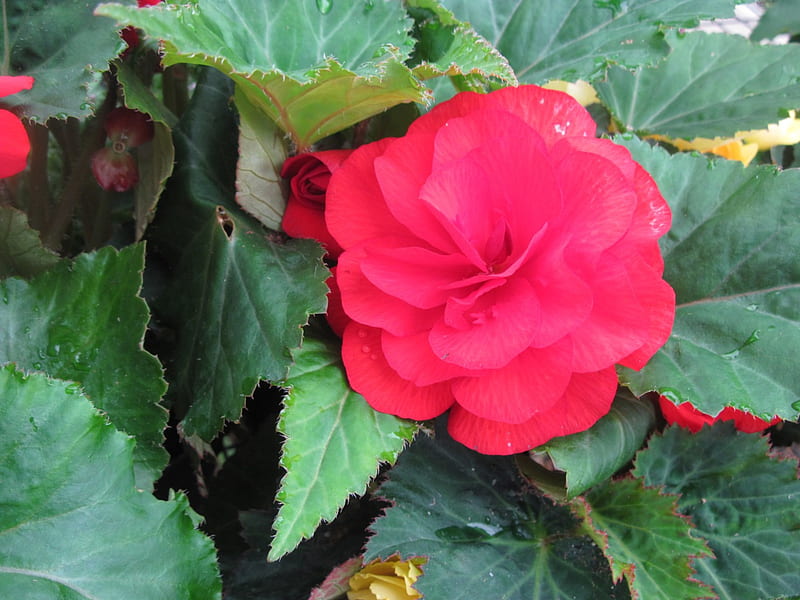 Greenhouse graphy day 06, graphy, Red, green, garden, Flowers, HD ...