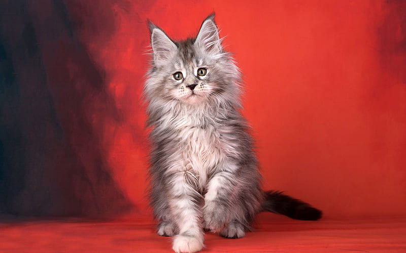 Maine coon, gray fluffy cat, pets, American breed of cats, cute animals, cats, HD wallpaper