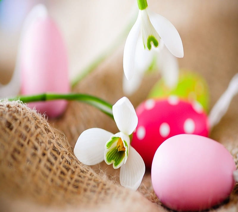 Good morning, bonito, cute, eggs, flowers, for you, love, HD wallpaper