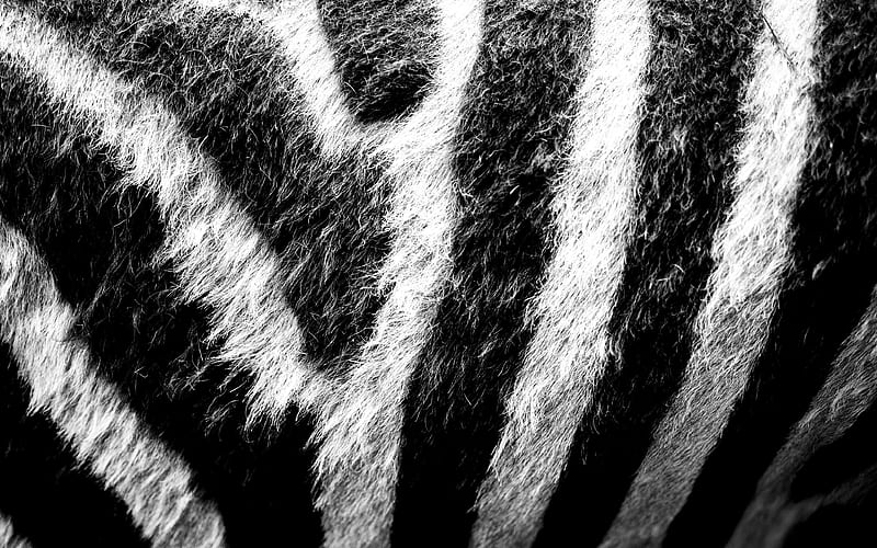 zebra texture, macro, white black background, zebra skin texture, black white stripes, striped skin, zebra background, zebra wool, zebra leather background, HD wallpaper