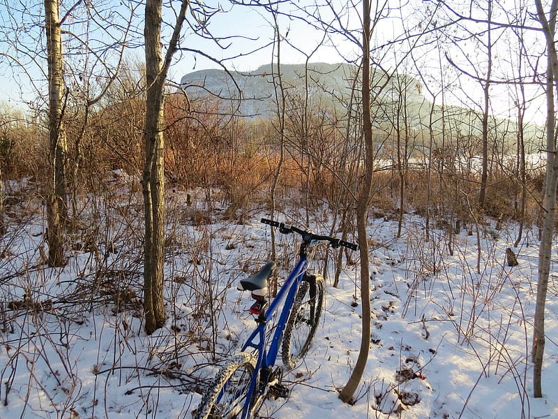 blue commuter bike on snow covered ground near bare trees during daytime, HD wallpaper