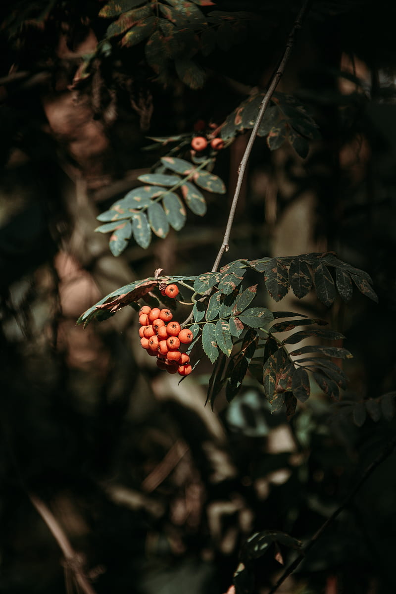 rowan, berries, leaves, branches, macro, HD phone wallpaper