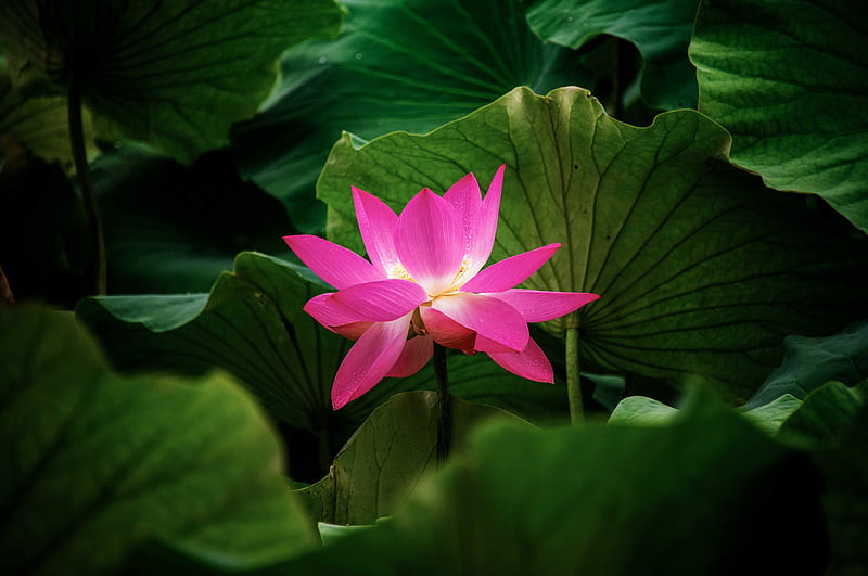 lotus, flower, plant, leaves, HD wallpaper
