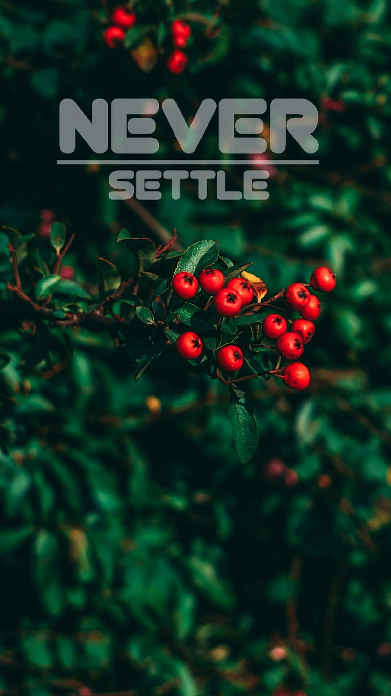 Never settle, flowers oneplus5, rainy, red, trees, HD phone wallpaper