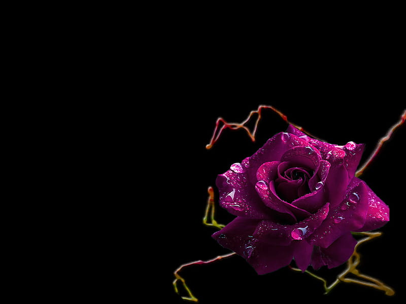 Rose with raindrops, flower, purple, rose, raindrops, HD wallpaper