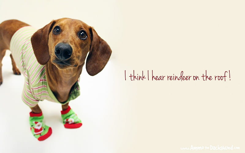 I think I hear reindeer on the roof!, red, craciun, christmas, animal, card, cute, funny, white, puppy, dog, HD wallpaper
