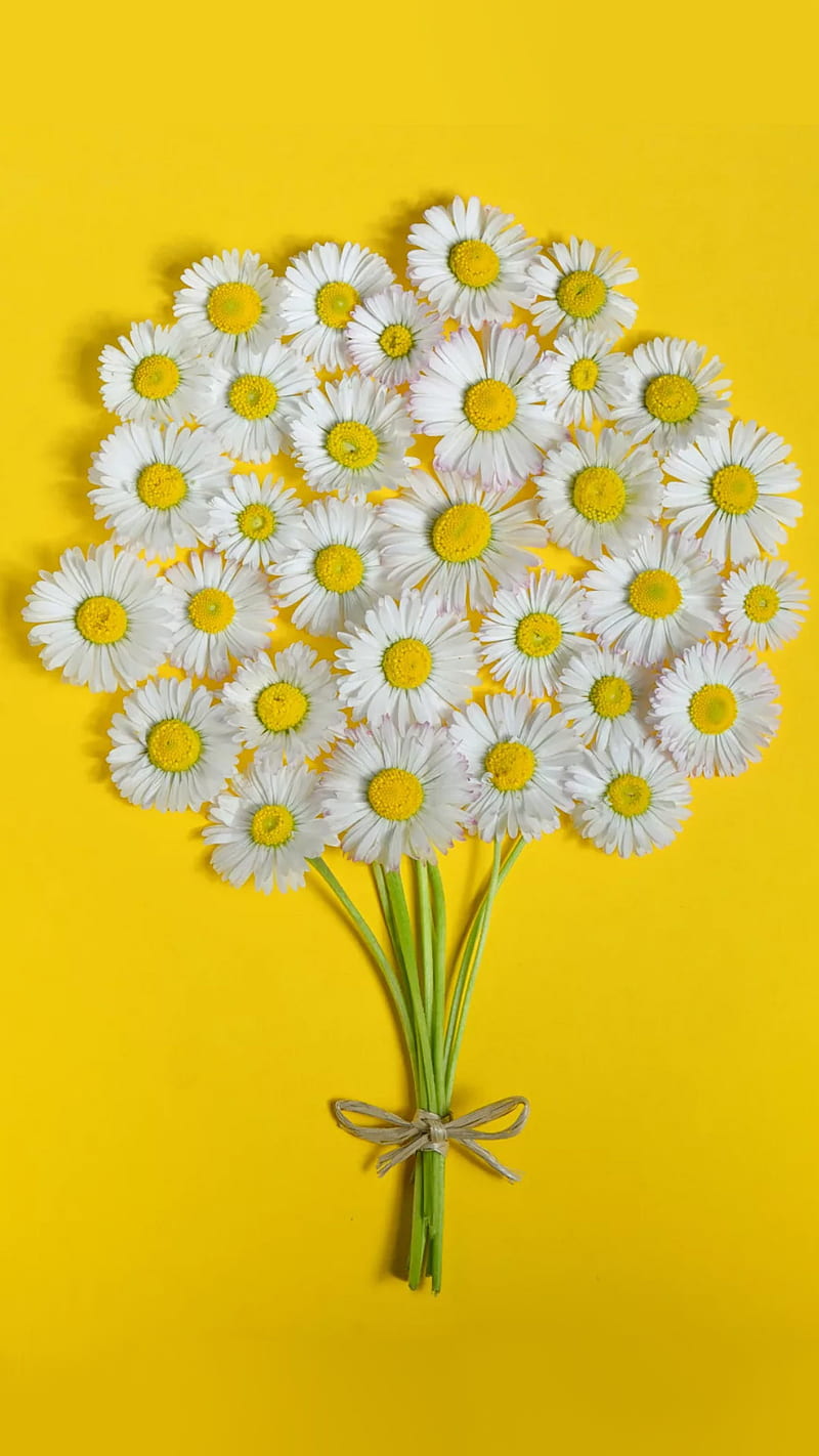 Daisy, flowers, white, yellow, background, bouquet, HD phone wallpaper |  Peakpx