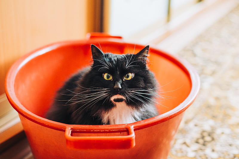 tuxedo cat inside bucket, HD wallpaper