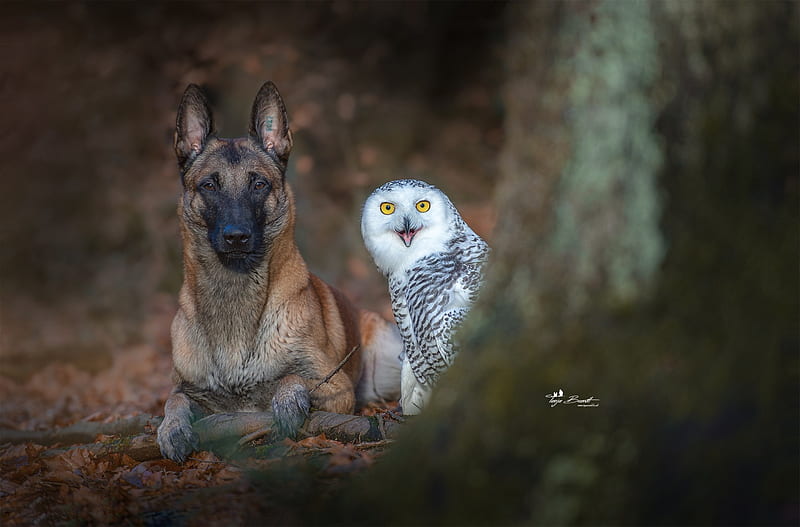 Dog With Owl, german-shepherd, animals, dog, owl, graphy, HD wallpaper