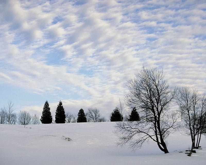 Snowy Landscape, silent, snow, trees, clouds, sky, winter, cold, HD wallpaper