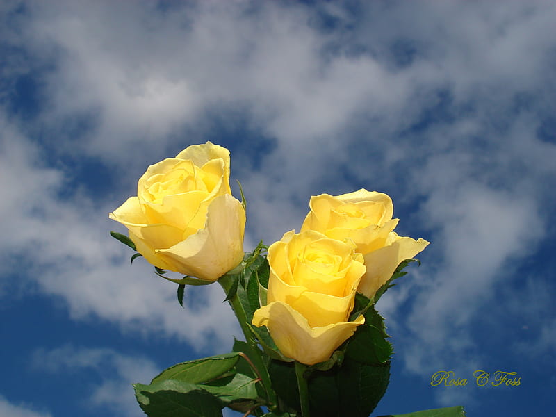 yellow roses, from my garden, HD wallpaper