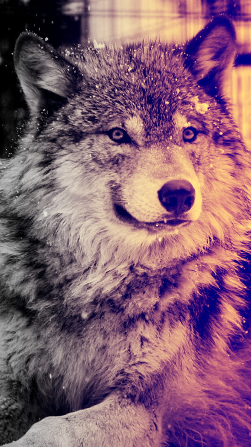 Wolf, winter, HD phone wallpaper | Peakpx
