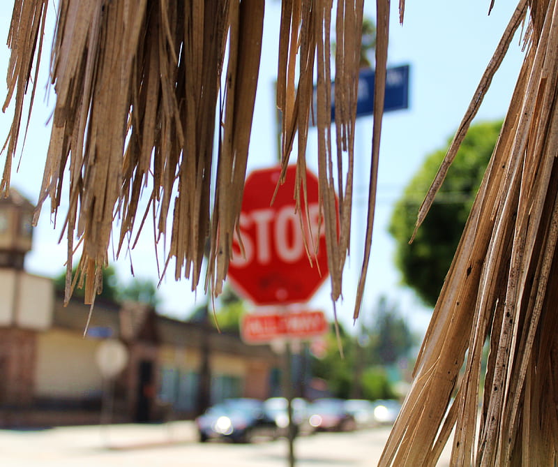 Stop Sign Blur, blurry, intersection, palm tree, road, stop sign, HD wallpaper
