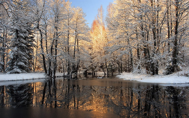 forest lake winter-the cold winter landscape, HD wallpaper