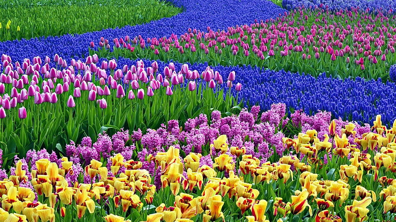 Spring is nearly here in the Northern Hemisphere !, Flowers, Spring, Multicoloured, Springtime, HD wallpaper