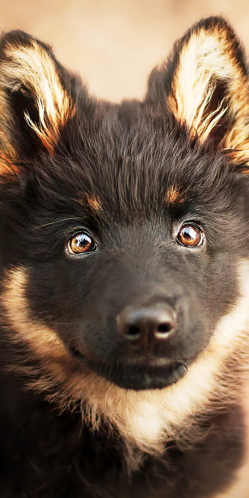 German Shepherd, cute, dog, puppy, HD phone wallpaper | Peakpx