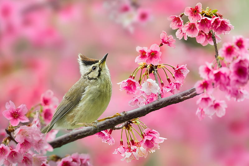 Bird, blossom, pasare, flower, spring, sue hsu, pink, HD wallpaper