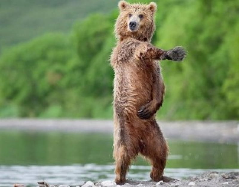 Oso bailando, gracioso, bailando, oso, Fondo de pantalla HD | Peakpx