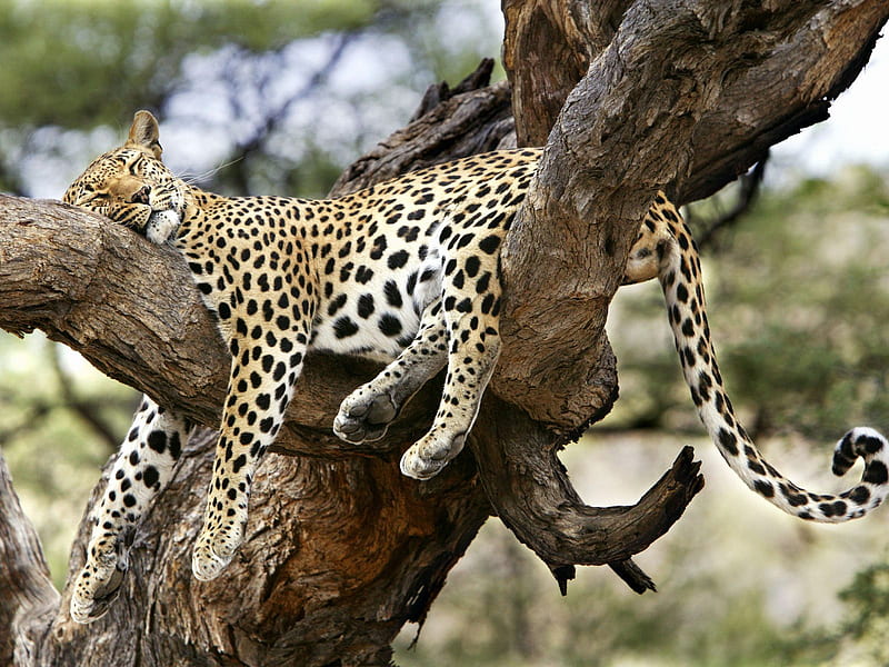 Comfy Slumber, Kenya, Africa, leopard, kenya, comfy, nice, sleep, slumber, africa, HD wallpaper
