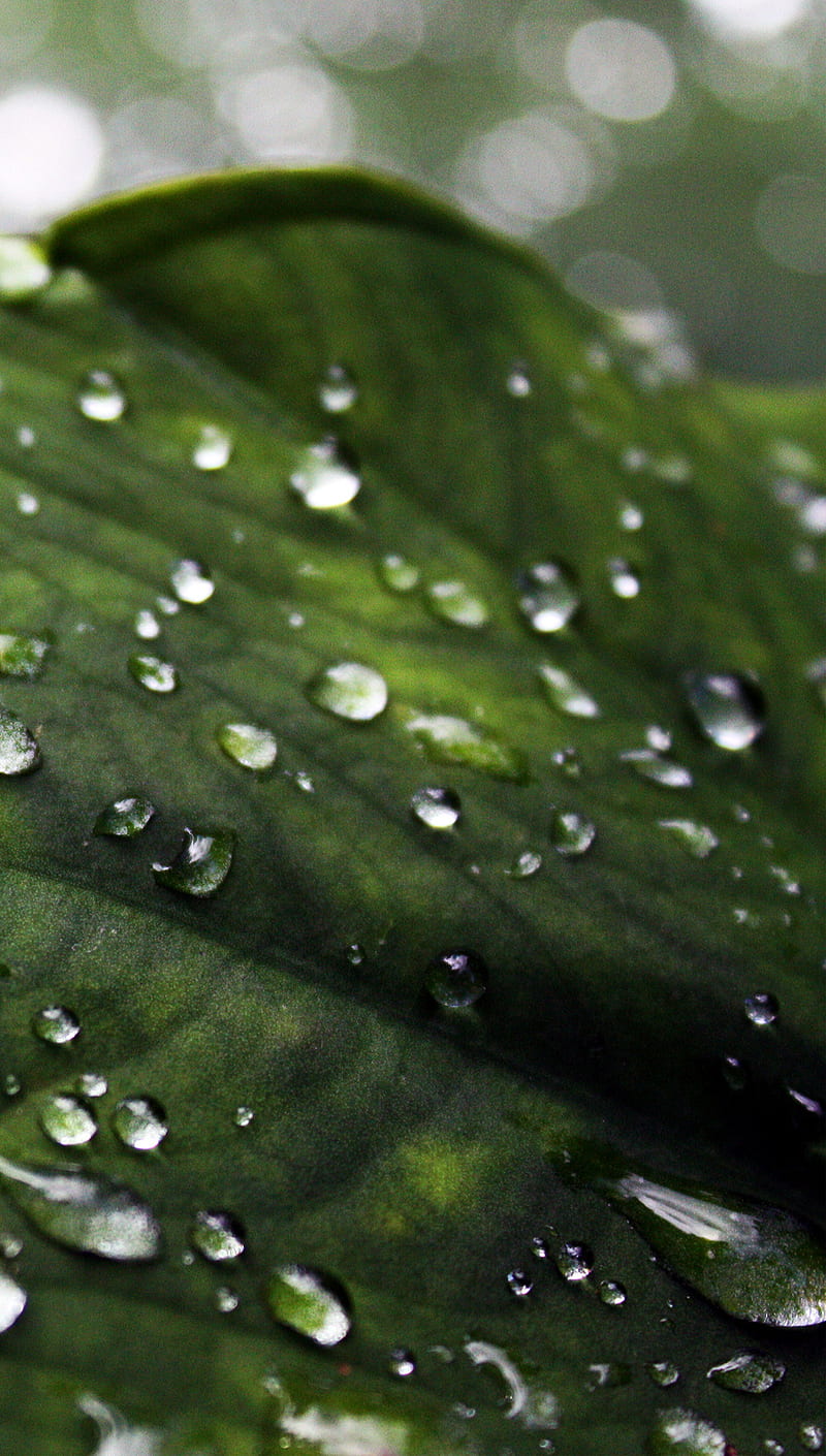 LEAVES RAIN, drops, green, nature, HD phone wallpaper | Peakpx