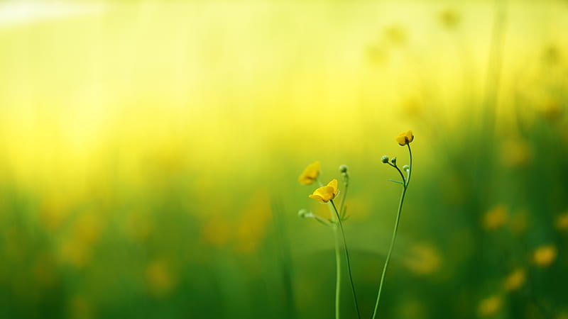 yellow flowers on macro shot, HD wallpaper