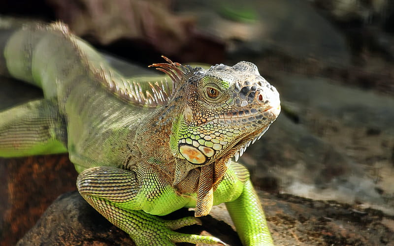 Iguana Reptile Lizard 2020 High Quality, HD wallpaper